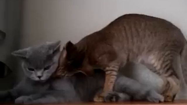 Это еще что такое! смотреть онлайн