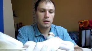 Воспаление суставов у голубей. Шишки на суставе у голубя. Сальмонеллез у голубей