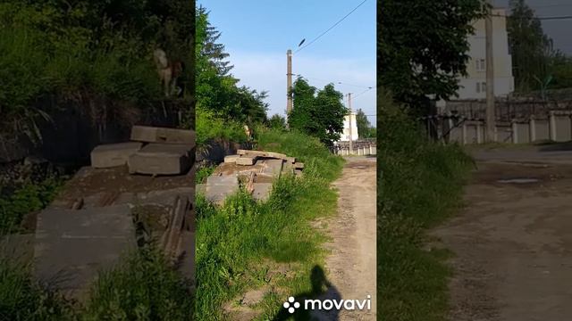 Сенбернар смотреть онлайн