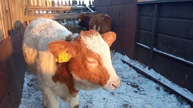 Почему я завел телок, а не коров??