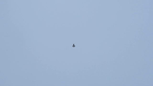 Голуби Дудкина.С.Г. г БОГУЧАР. 28.01.2021г. смотреть онлайн