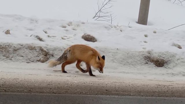 Лисица просит конфеты.