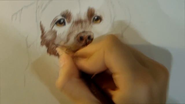 Как нарисовать лабрадора-видео урок смотреть онлайн