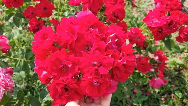 Роза Аделаида Худлесс в Ленинградской области смотреть онлайн