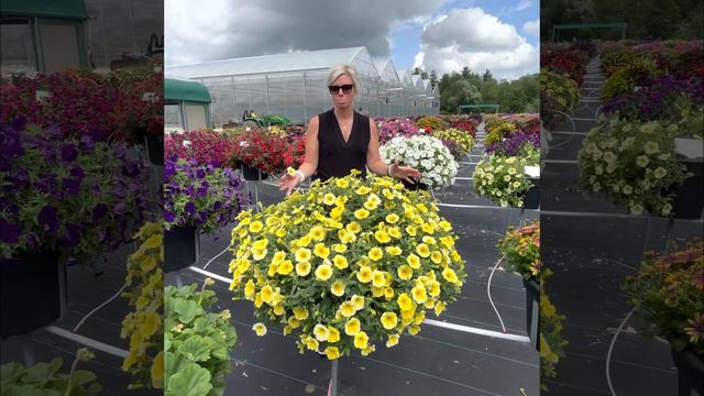 The Bees Knees petunia is a rock star at Sawaya Garden Trials July 13 2021 смотреть онлайн