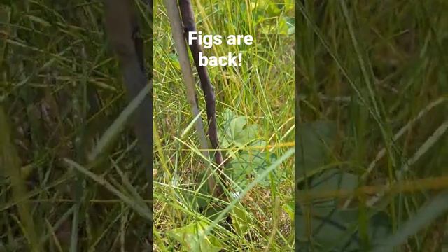 Chicago Hardy Figs! They survived our Zone 5b winter. #foodforest #permaculture смотреть онлайн