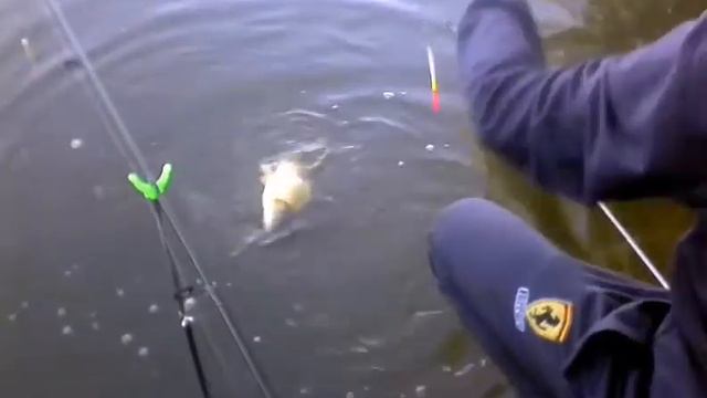 Ловля карпа на кукурузу смотреть онлайн