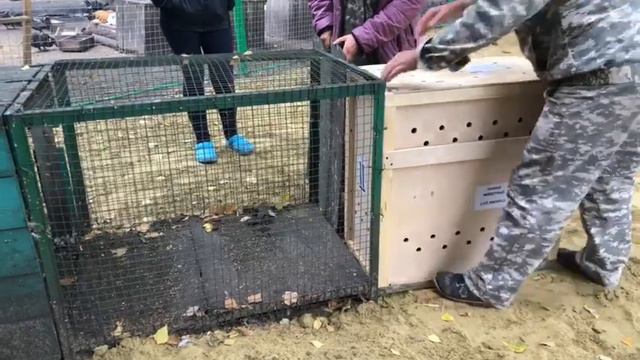 Гринго в Пензе смотреть онлайн