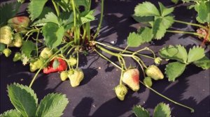 Описание сорта. Клубника Королева Елизавета 2. Ремонтантный сорт.