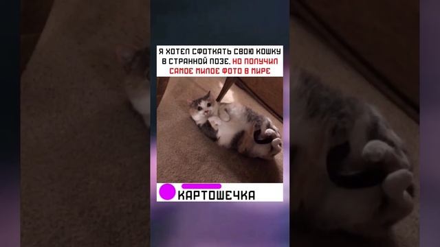 #short #shorts #мем #мемы #прикол #юмор #funny (26) смотреть онлайн