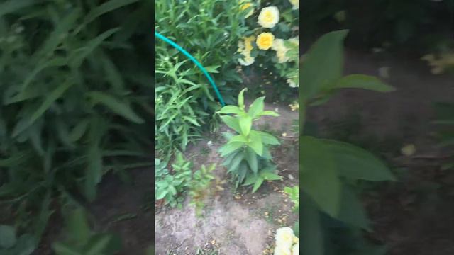 Питомник Роза Кубани (аромат роз, Кубань розы ) смотреть онлайн