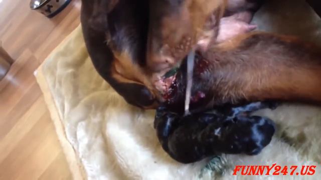 Doberman Dog giving birth ☆ Animals Giving Birth смотреть онлайн