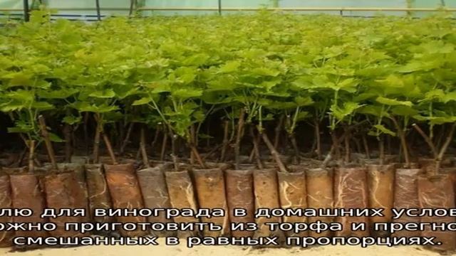 Почва для винограда смотреть онлайн
