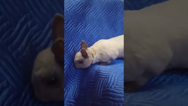 Дизель. Карликовый рекс. смотреть онлайн