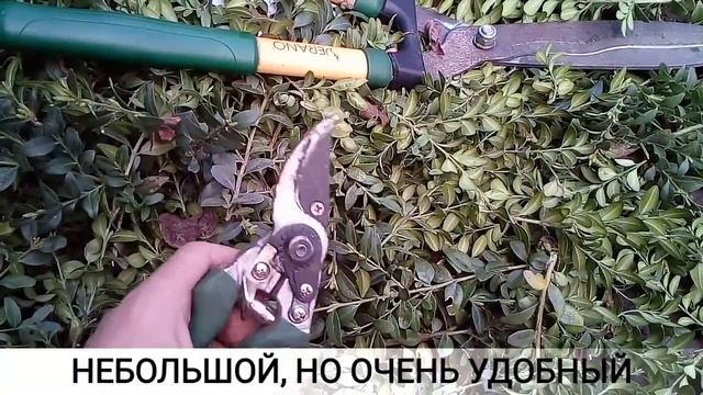 Самшит. Обрезка. Мой первый опыт. смотреть онлайн