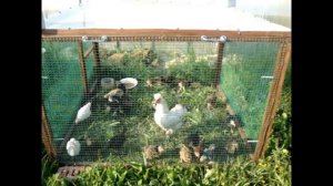 Разборный и легкий переносной курятник для цыплят.