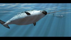 Кто такой Нарвал