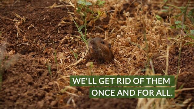 Get Rid of Gophers Once and For All | Gopher Patrol смотреть онлайн