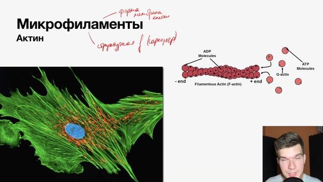 2.40. Промежуточные филаменты и микрофиламенты | Цитология к ЕГЭ | Георгий Мишуровский смотреть онлайн