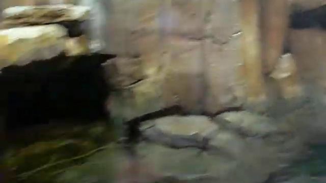 aridj au biodom смотреть онлайн