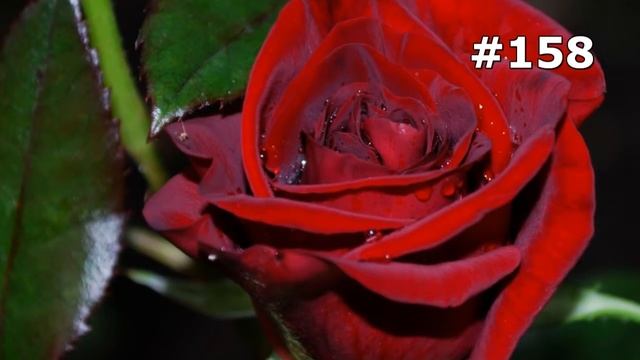 #158. Цветы и растения - очень яркие цветы смотреть онлайн