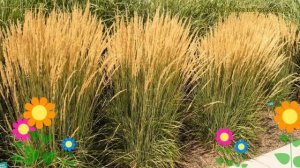 Вейник заостренноцветковый Карл Форстер. Краткий обзор calamagrostis x acutiflora Karl Foerster