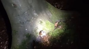 Если в доме завелась мышь. Приметы