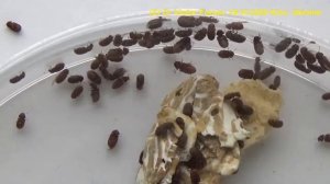 Как избавиться от Жучков Хлебного Точильщика на Вашей Кухне