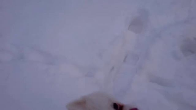 Немецкий шпиц, входит на шпиц.площадку и сюрприз в конце смотреть онлайн