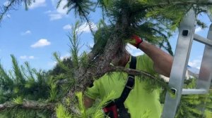 Формирование лиственницы в питомнике "Романовский"