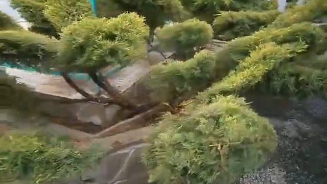 Стрижка можжевельника топиарная стрижка смотреть онлайн