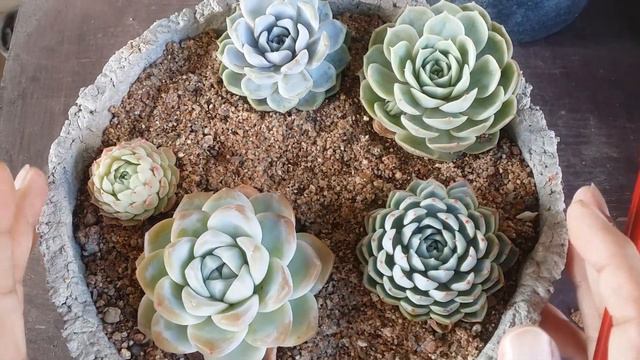 || WHAT IF THE ARRANGEMENT IS NOT ARRANGED ACCORDING TO DIRECT / INDIRECT SUNLIGHT | HOW TO FIX IT