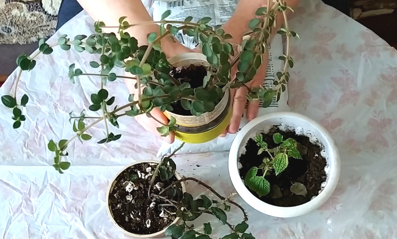 Пересадка пилеи. смотреть онлайн