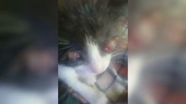 ФОТО СЛЕПЫХ АНТОШКИ И МАНЯШИ, КОГДА Я ИХ НАШЛА...НЕ ДЛЯ СЛАБОНЕРВНЫХ