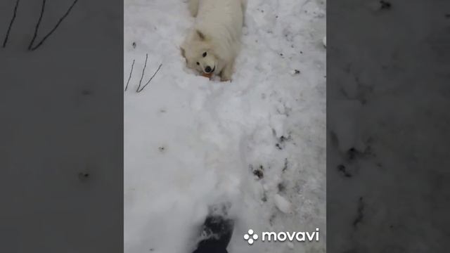 Самоедская собака Джесси. Все видео с прогулок) смотреть онлайн