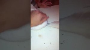 Гигантская белая шиншилла!)