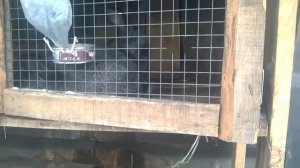 РАЗВЕДЕНИЕ КРОЛИКОВ С НУЛЯ/СЛУЧКА КРОЛИКОВ ЗИМОЙ