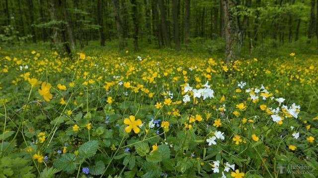 Весенний лес Пение птиц Расслабляющее видео и звуки природы смотреть онлайн