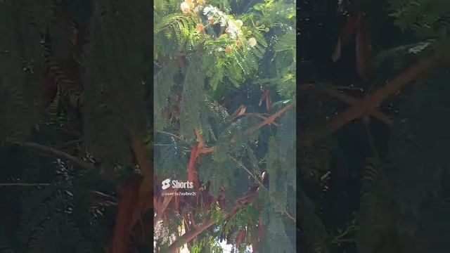 Кипр, Лимасол, дерево Кероб с плодами, созревшие, из них кофе делают и шоколад