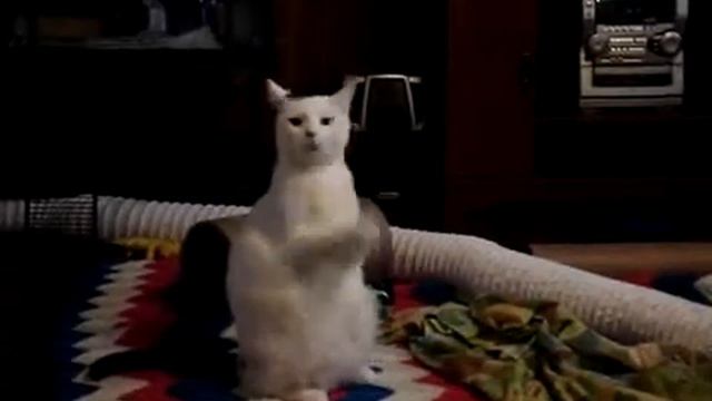 Кошачьи ладушки смотреть онлайн