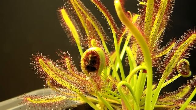 Drosera Capensis: Time Lapse Eating A Fly (HD With A Surprise)