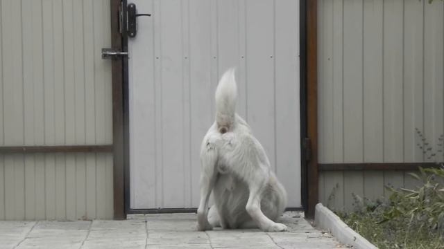 РЯЗАНЬ ЯКШИ УЛКАН 1г9м смотреть онлайн