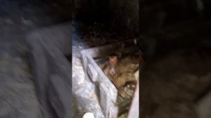 Сколько индоутка сидит на яйцах???