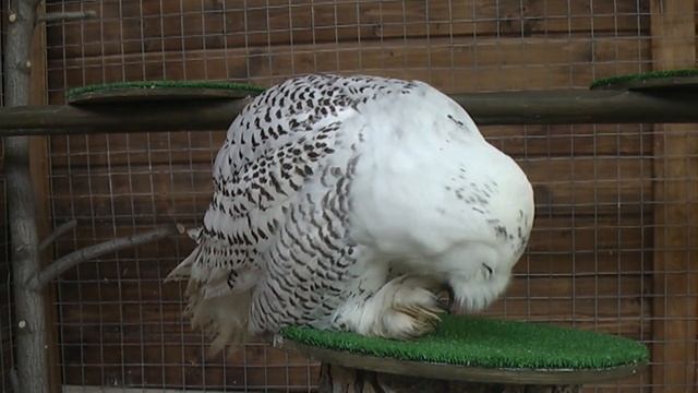 Весёлый Zoo: полярная сова смотреть онлайн