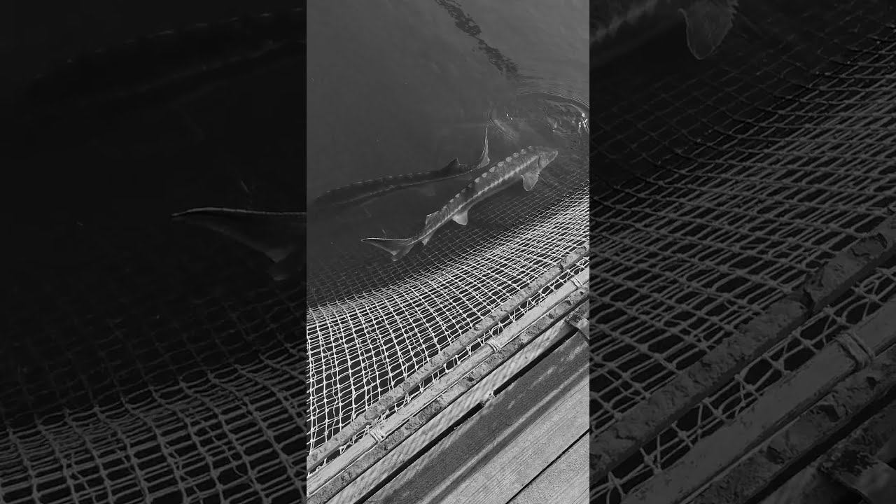 Как готовят забойную черную икру / Производство черной икры #shorts смотреть онлайн