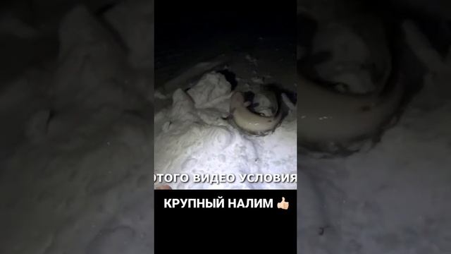 КРУПНЫЙ НАЛИМ #рыбалка #продольники #перемет #зима #лунка #трофей #налим #рыба #река #налимзимой смотреть онлайн
