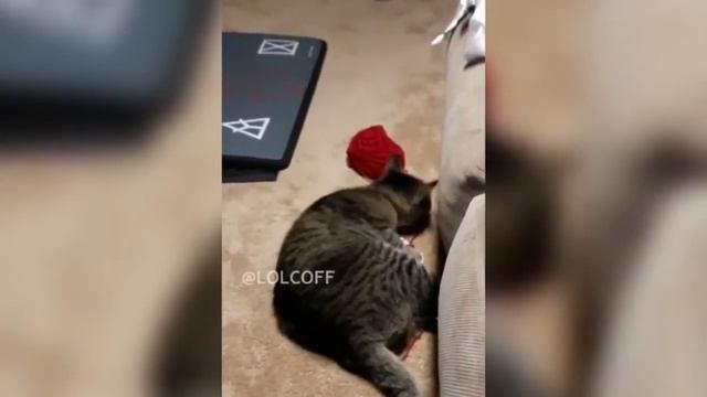 (ПЕРЕЗАЛИВ) Я РЖАЛ ДО СЛЕЗ _ СМЕШНЫЕ ЖИВОТНЫЕ _ КОТЫ СОБАКИ И ПРОЧИЕ #4.mp4 смотреть онлайн