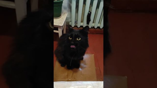 Ребята на донаты затарились хавчиком кошки и котята 😻 смотреть онлайн