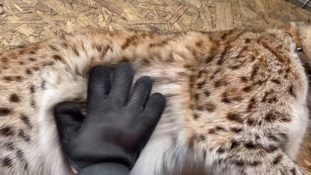 Ласковый Рысь Марс : кайфушник и проказник? смотреть онлайн