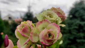 Роза Лавли Грин (Lovely Green) Флорибунда